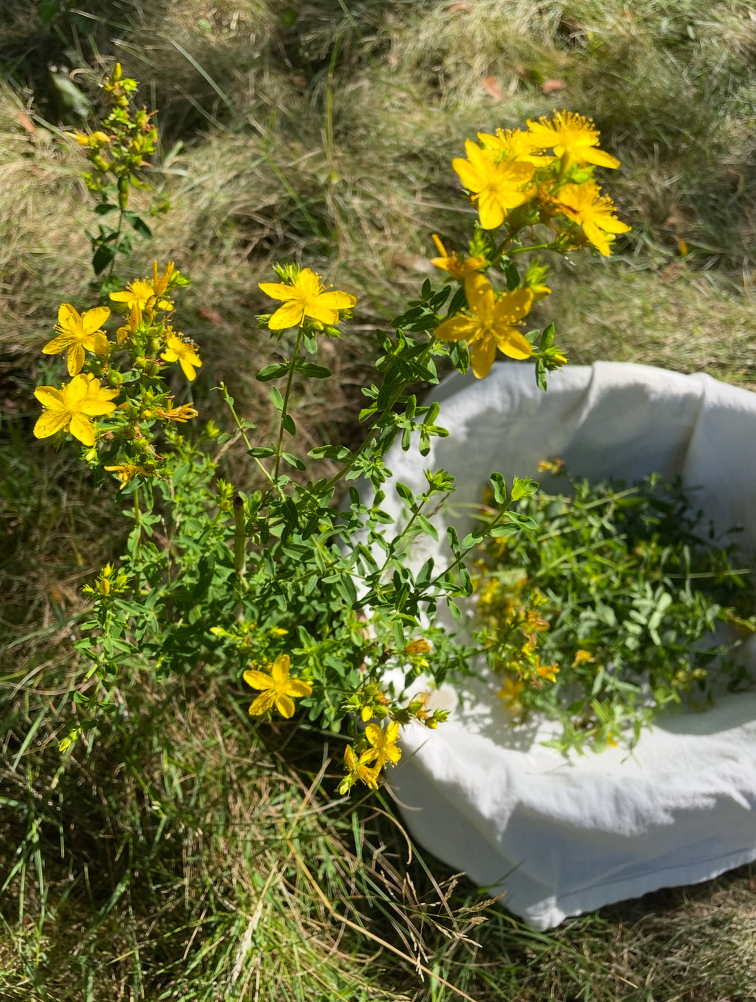 St. Johns wort flowers being harvested into a cloth basket